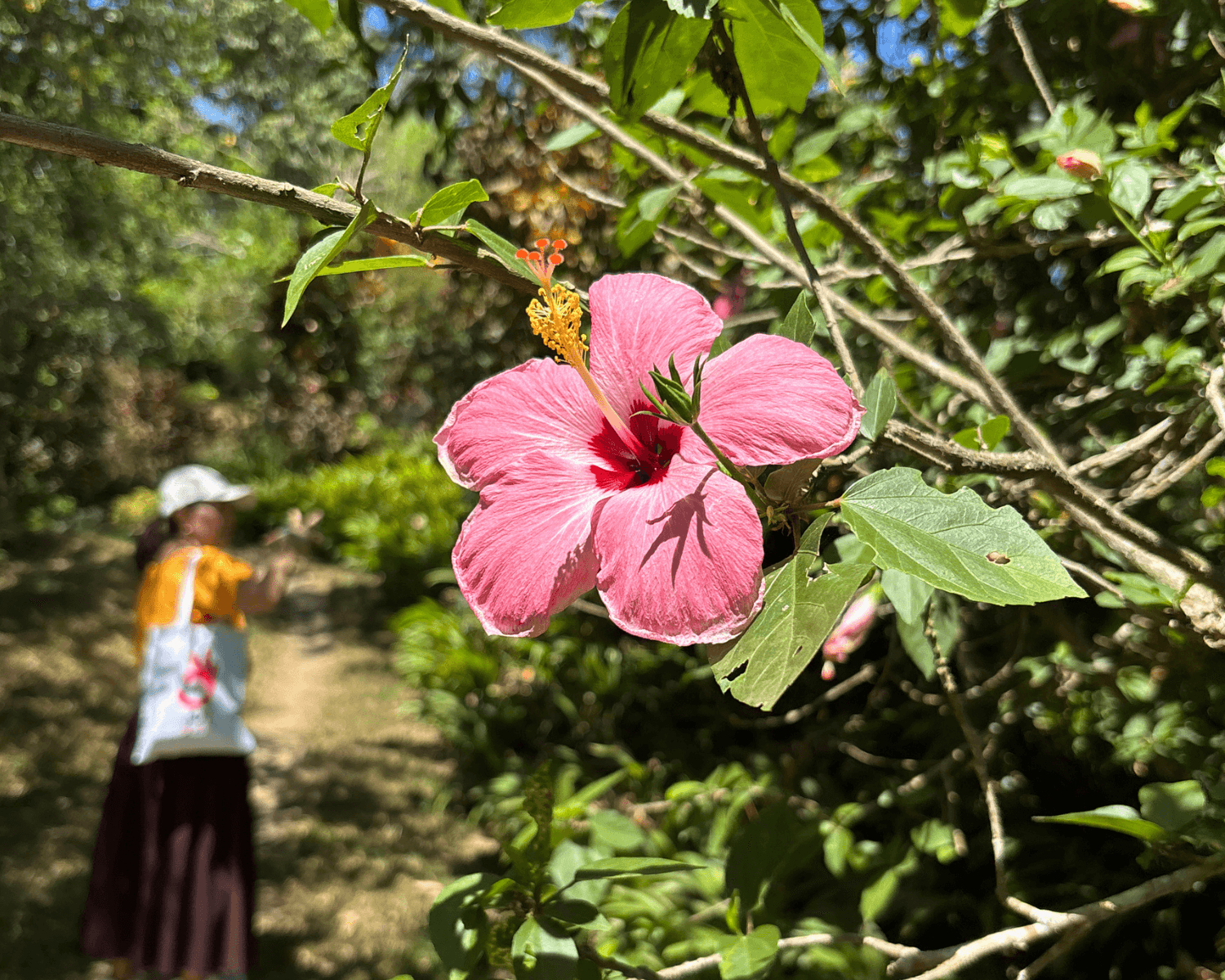 Dakong Marikit Farm scene